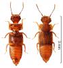 Metopsia clypeata